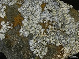 Physcia caesia image