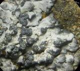 Physcia caesia image