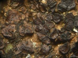 Image of Placidium andicola