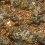Placidiopsis cinerascens image