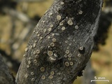 Ochrolechia subathallina image