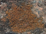 Caloplaca subsoluta image