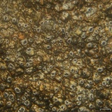 Pertusaria chiodectonoides image