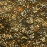Pertusaria chiodectonoides image
