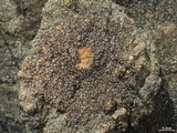 Pertusaria chiodectonoides image