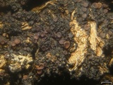 Leptogium californicum image