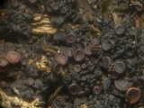 Leptogium californicum image