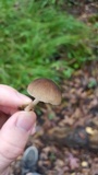 Pluteus longistriatus image