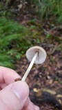 Pluteus longistriatus image