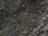 Dermatocarpon meiophyllizum image