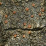 Fuscopannaria pacifica image