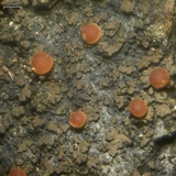 Fuscopannaria pacifica image