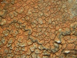 Image of Aspicilia aurantiaca