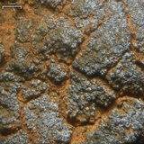 Fuscopannaria cyanolepra image