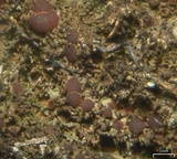 Image of Fuscopannaria incisa