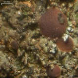 Fuscopannaria incisa image