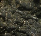 Placynthiella icmalea image