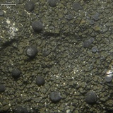Vahliella leucophaea image
