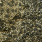 Rhizocarpon cinereovirens image