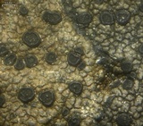 Rhizocarpon cinereovirens image
