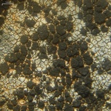Phylliscum demangeonii image