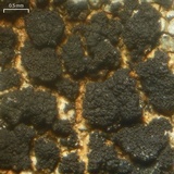 Phylliscum demangeonii image