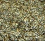 Porpidia soredizodes image