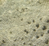 Trapelia coarctata image