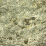 Trapelia coarctata image