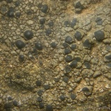 Rhizocarpon cinereovirens image