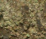 Hypocenomyce anthracophila image