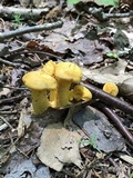 Cantharellus enelensis image