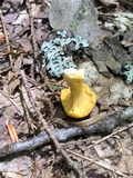 Cantharellus enelensis image