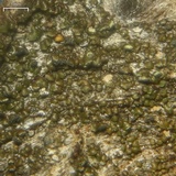 Carbonicola myrmecina image