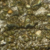 Carbonicola myrmecina image
