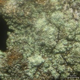 Lecidea porphyrospoda image