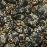 Rinodina milvina image
