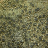Aspicilia aquatica image