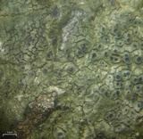 Aspicilia aquatica image