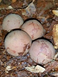 Radiigera cinnamomea image