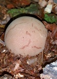 Radiigera cinnamomea image