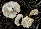 Abortiporus biennis image