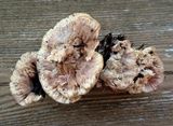 Abortiporus biennis image