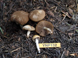 Psathyrella ellenae var. yubaensis image