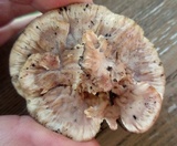 Abortiporus biennis image