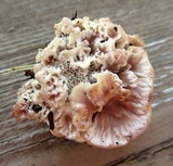 Abortiporus biennis image