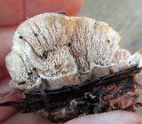 Abortiporus biennis image