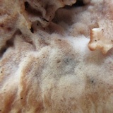 Abortiporus biennis image