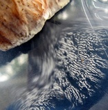 Abortiporus biennis image