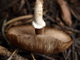 Psathyrella ellenae var. yubaensis image